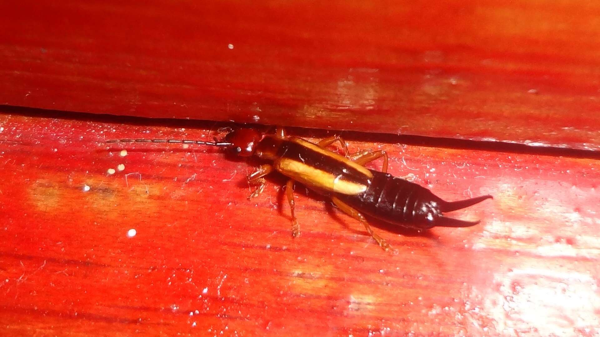 Image of Lined Earwig