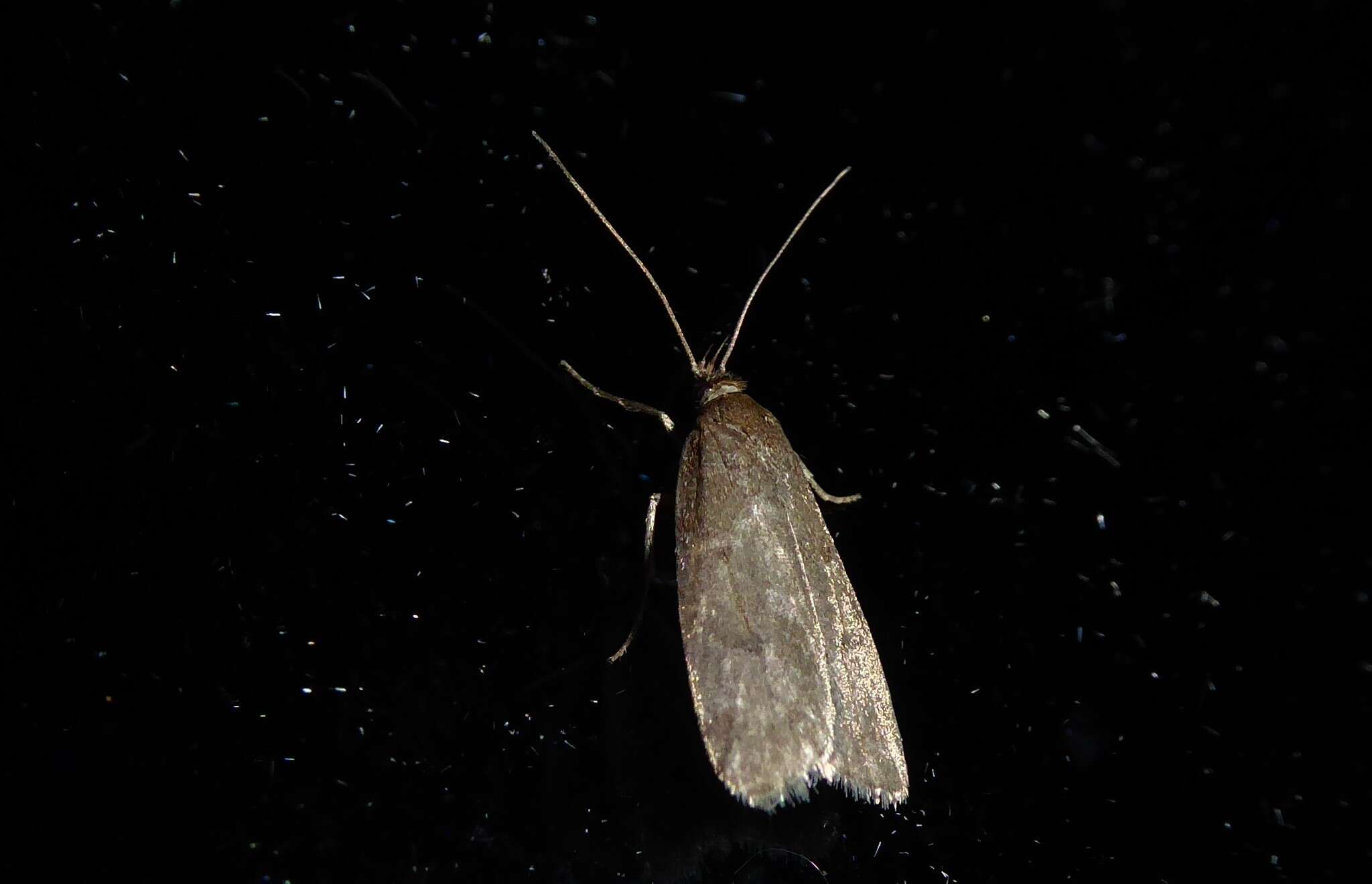 Image of Phaeosaces apocrypta