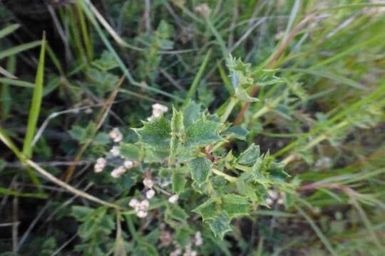 Image of Rincon Ridge ceanothus