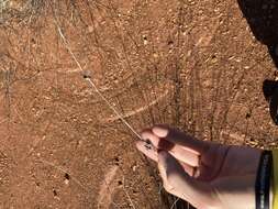 Слика од Eragrostis australasica (Steud.) C. E. Hubb.