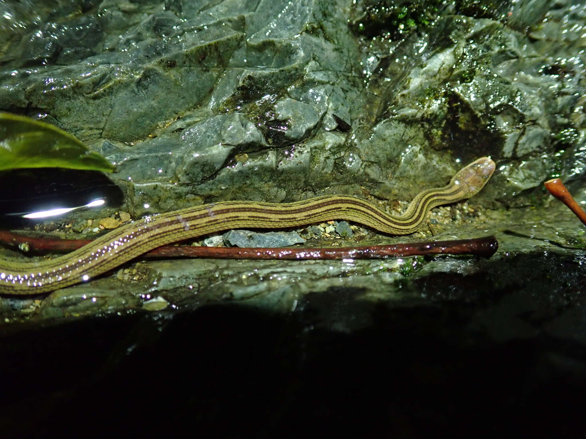 Plancia ëd Opisthotropis kuatunensis Pope 1928