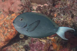 Image of Chocolate Surgeonfish