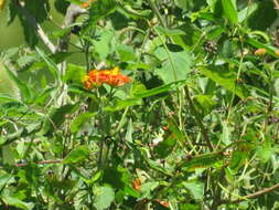 Image de Lantana camara subsp. camara