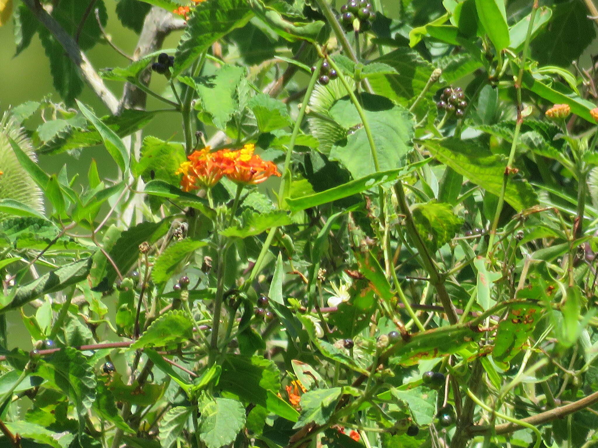 Image de Lantana camara subsp. camara