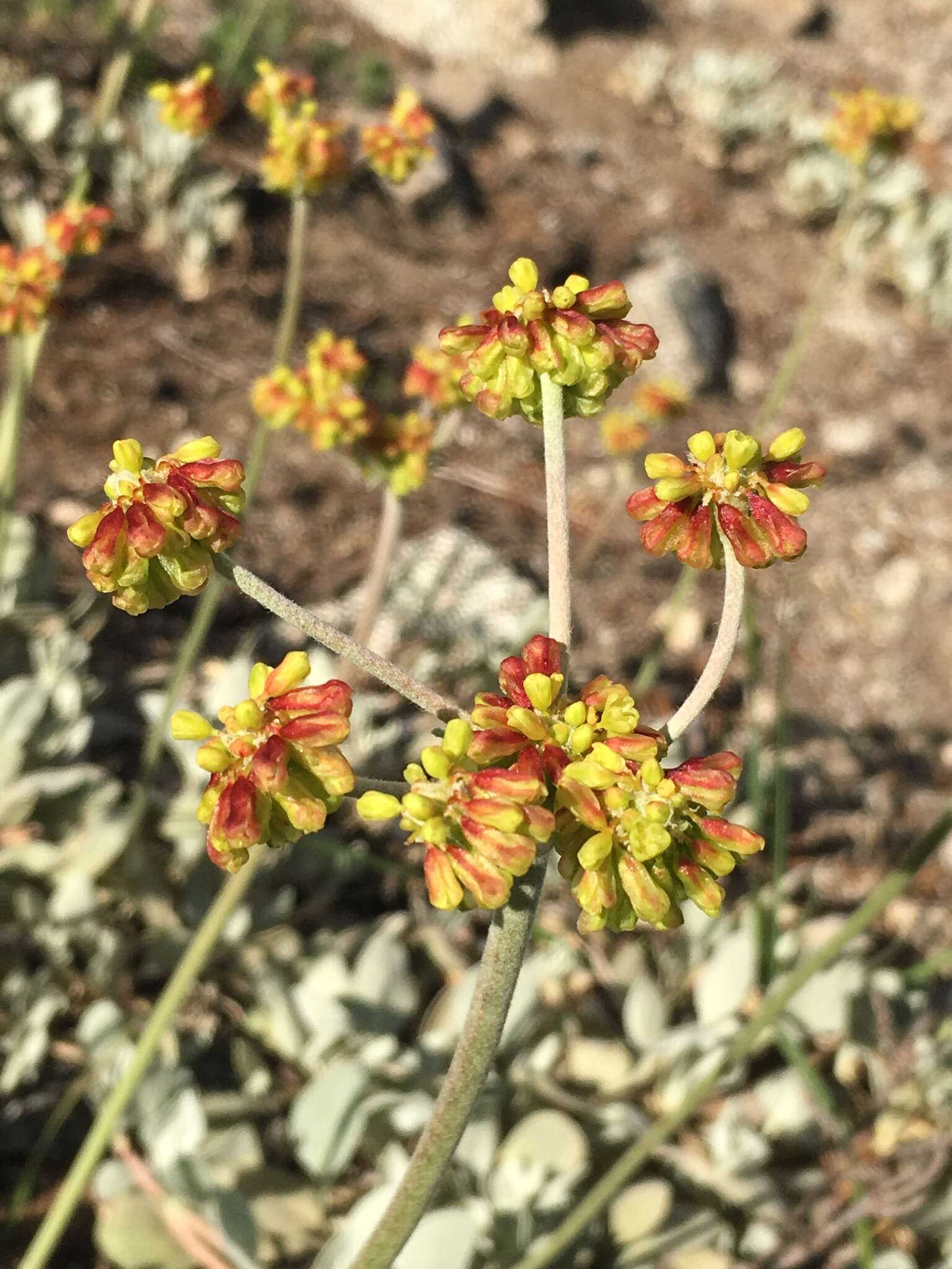 Слика од Eriogonum diclinum Reveal