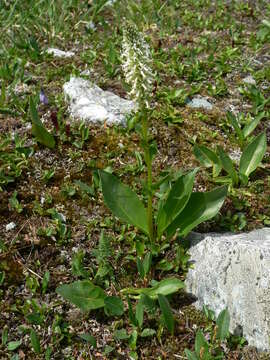 Слика од Lagotis integrifolia (Willd.) Schischk. ex Vikulova