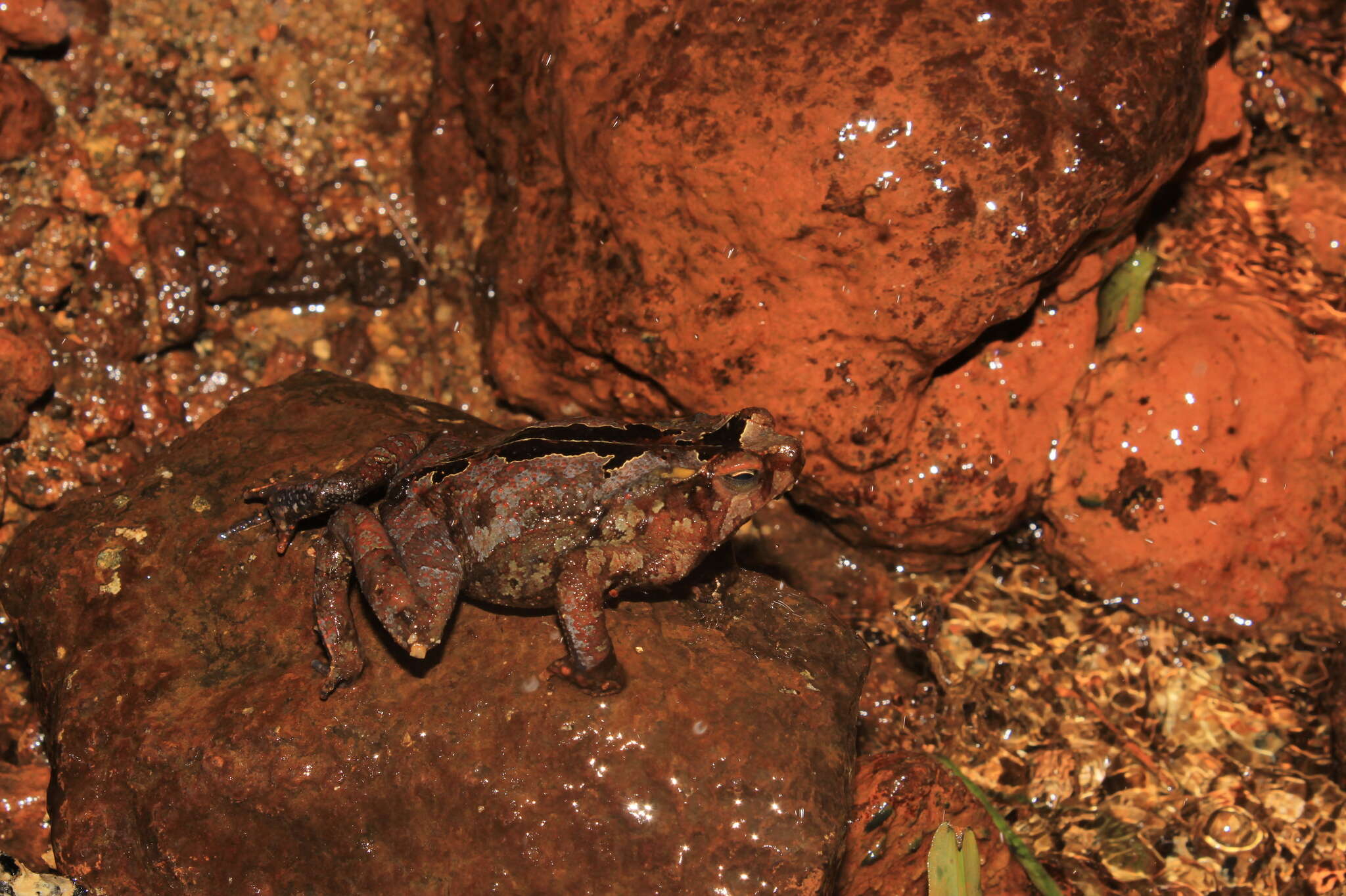 Rhinella alata (Thominot 1884)的圖片