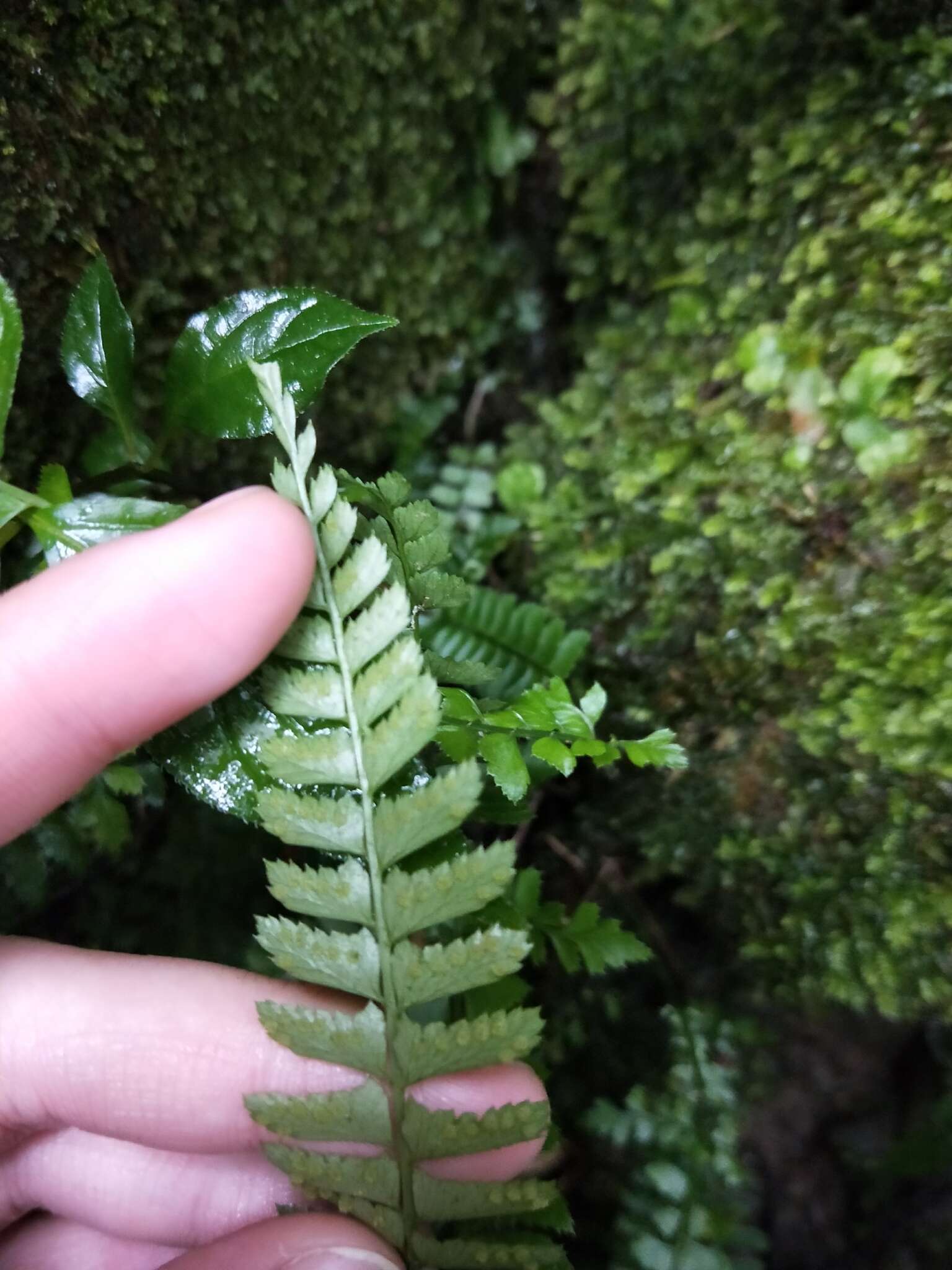 Image de Polystichum hancockii (Hance) Diels