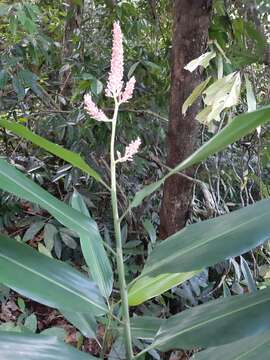 Image de Alpinia aquatica (Retz.) Roscoe