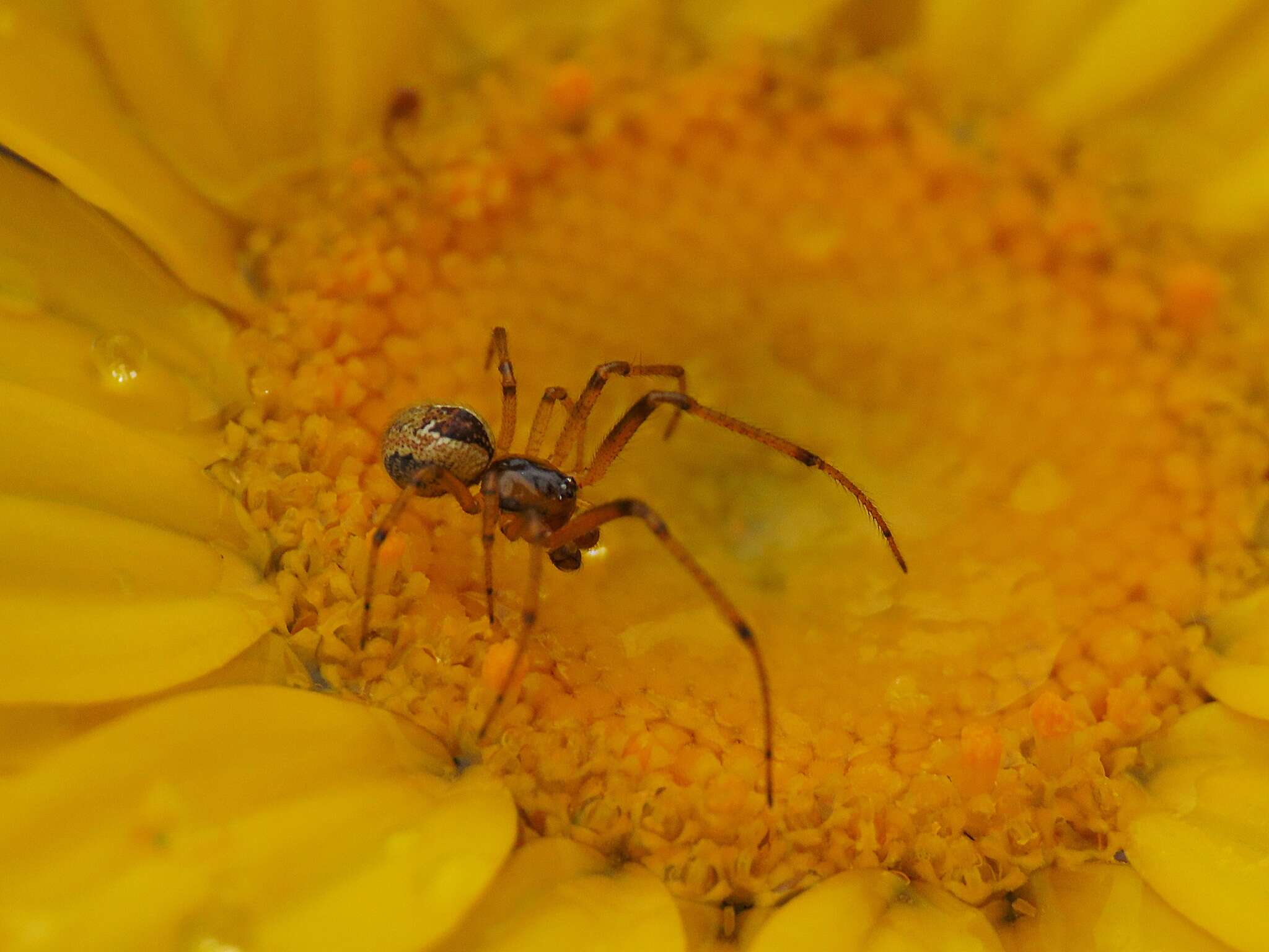 Image of Kochiura aulica (C. L. Koch 1838)