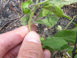 Image of sword groundcherry