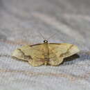 صورة Idaea ostrinaria