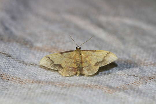 Image de Idaea ostrinaria