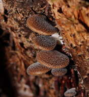 Plancia ëd Pleurotus australis Sacc. 1891