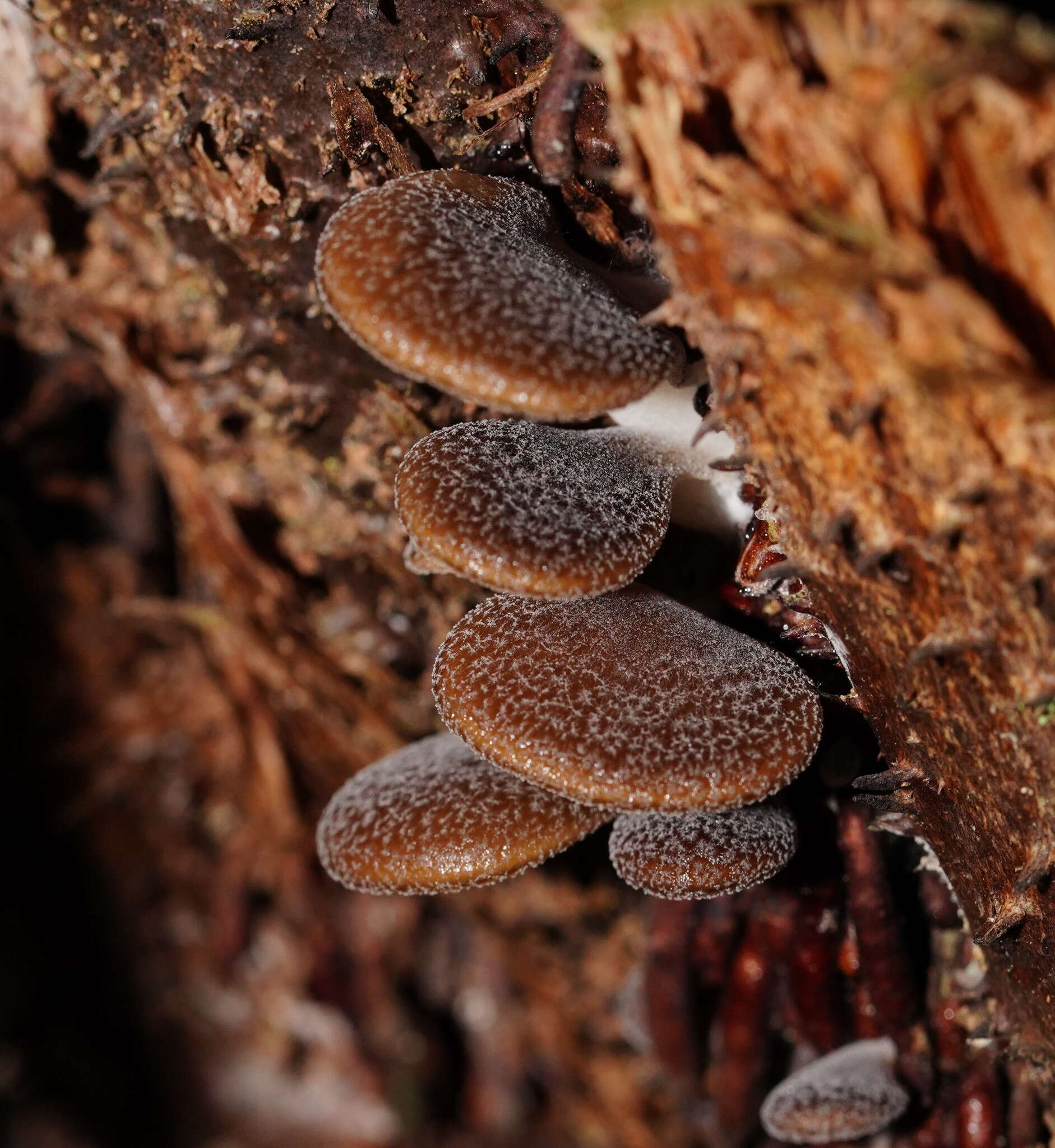 Plancia ëd Pleurotus australis Sacc. 1891