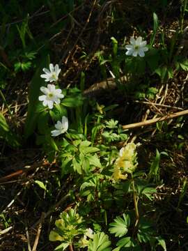 Image of Irkutsk anemone