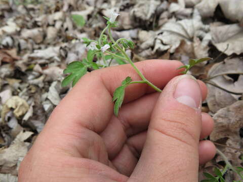 صورة Phacelia ranunculacea (Nutt.) Constance