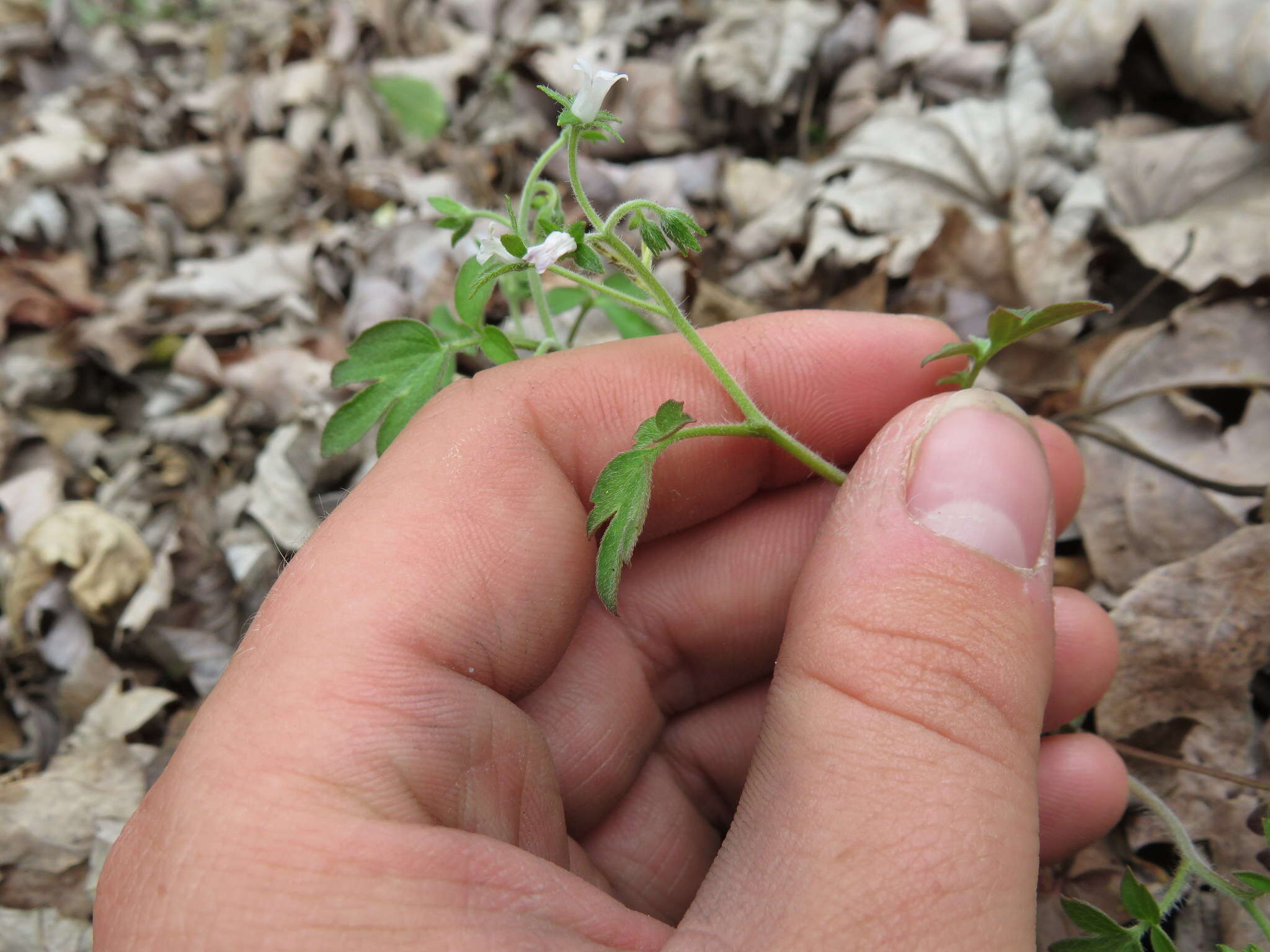 Image de Phacelia ranunculacea (Nutt.) Constance