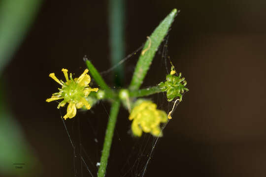 Image of woodland buttercup