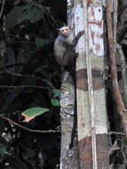 Image of Marmoset