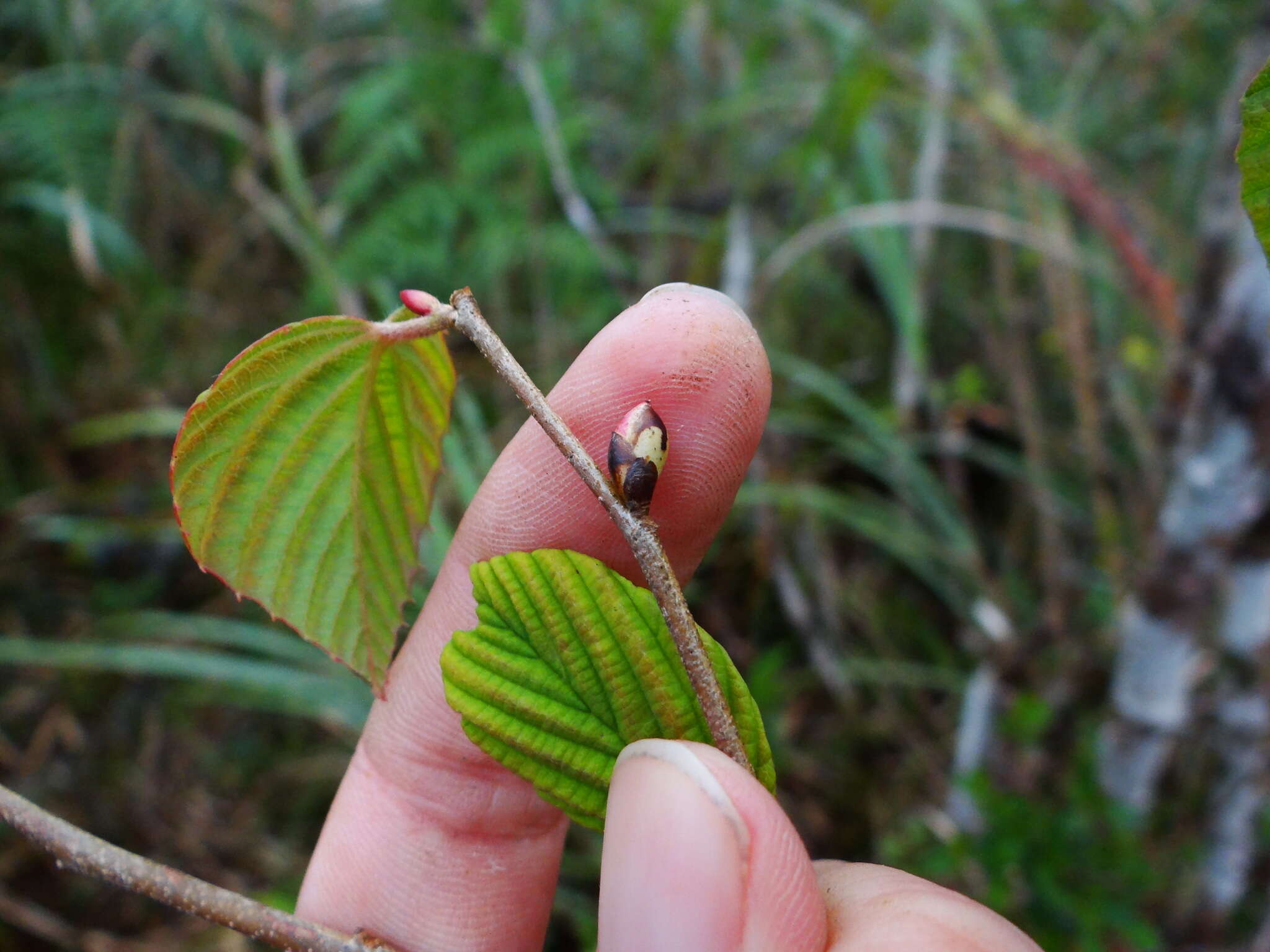 Image of winter hazel