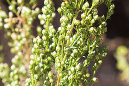 Image of Pacific wormwood