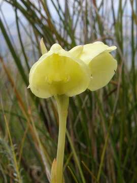 Imagem de Pterygodium catholicum (L.) Sw.