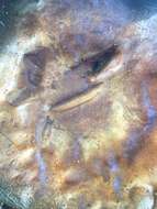 Image of Cortinarius balteatocumatilis Rob. Henry ex P. D. Orton 1960