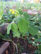 Imagem de Oxalis hedysarifolia Pohl ex Prog.