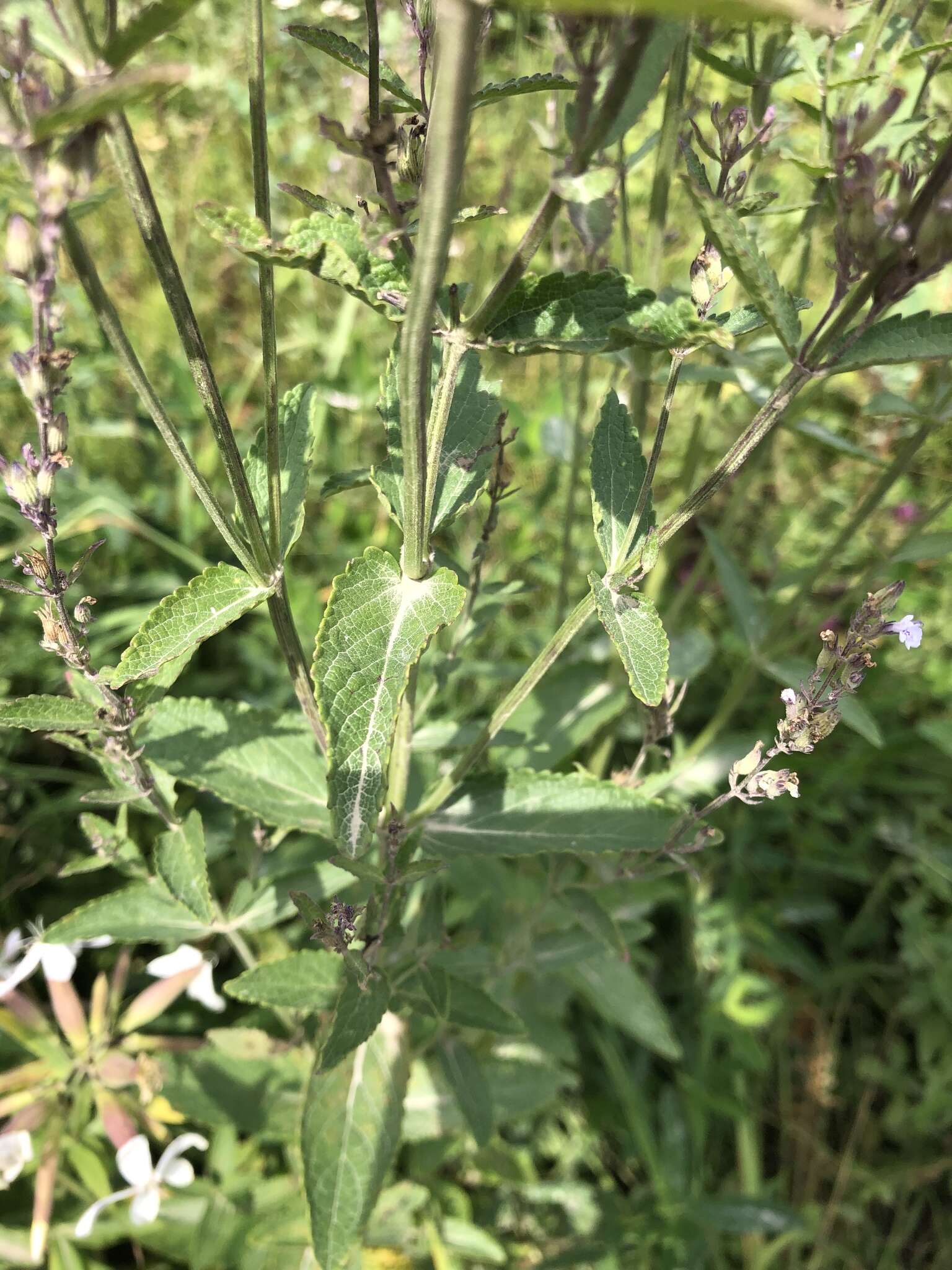 Imagem de Nepeta nuda subsp. nuda