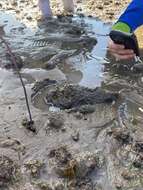 Image of Estuarine stonefish