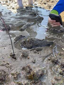 Image of Estuarine stonefish