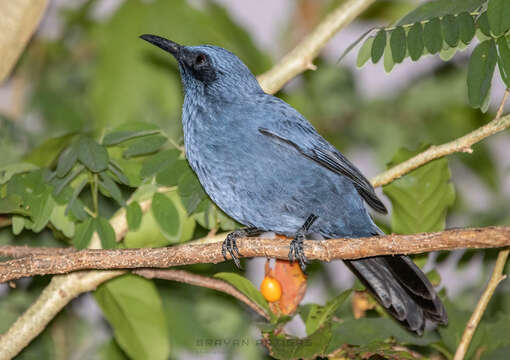 Sivun Melanotis caerulescens longirostris Nelson 1898 kuva