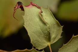 Image of <i>Aceria caliberberis</i> Keifer 1952