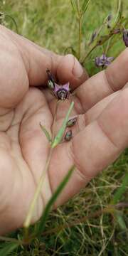 Слика од Swertia ciliata (G. Don) B. L. Burtt