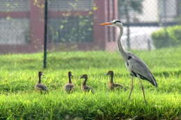 Image of Lesser Whistling Duck