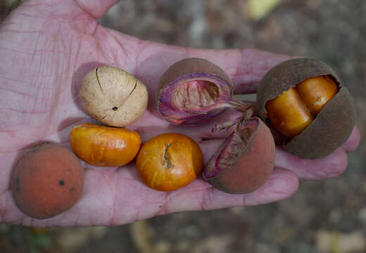 Image of Chisocheton longistipitatus (Bailey) L. S. Smith