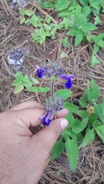 Salvia clinopodioides Kunth resmi