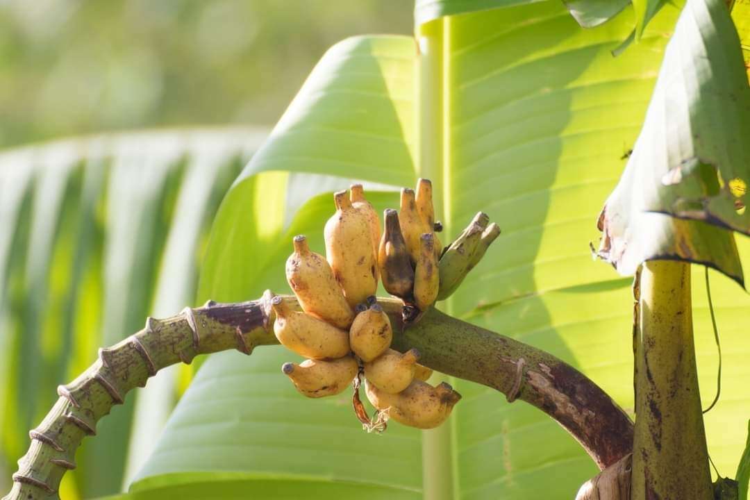 Image of Musa acuminata subsp. siamea N. W. Simmonds