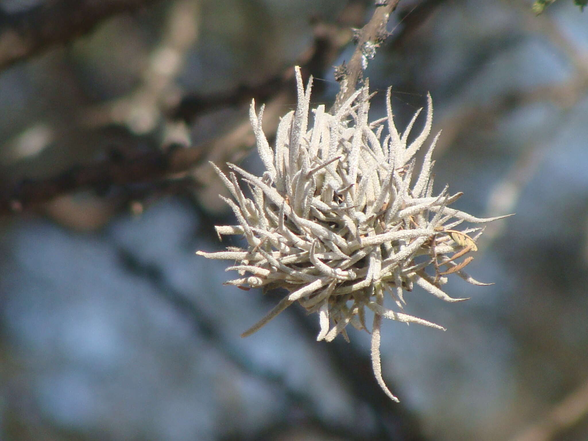 Sivun Tillandsia recurvata (L.) L. kuva