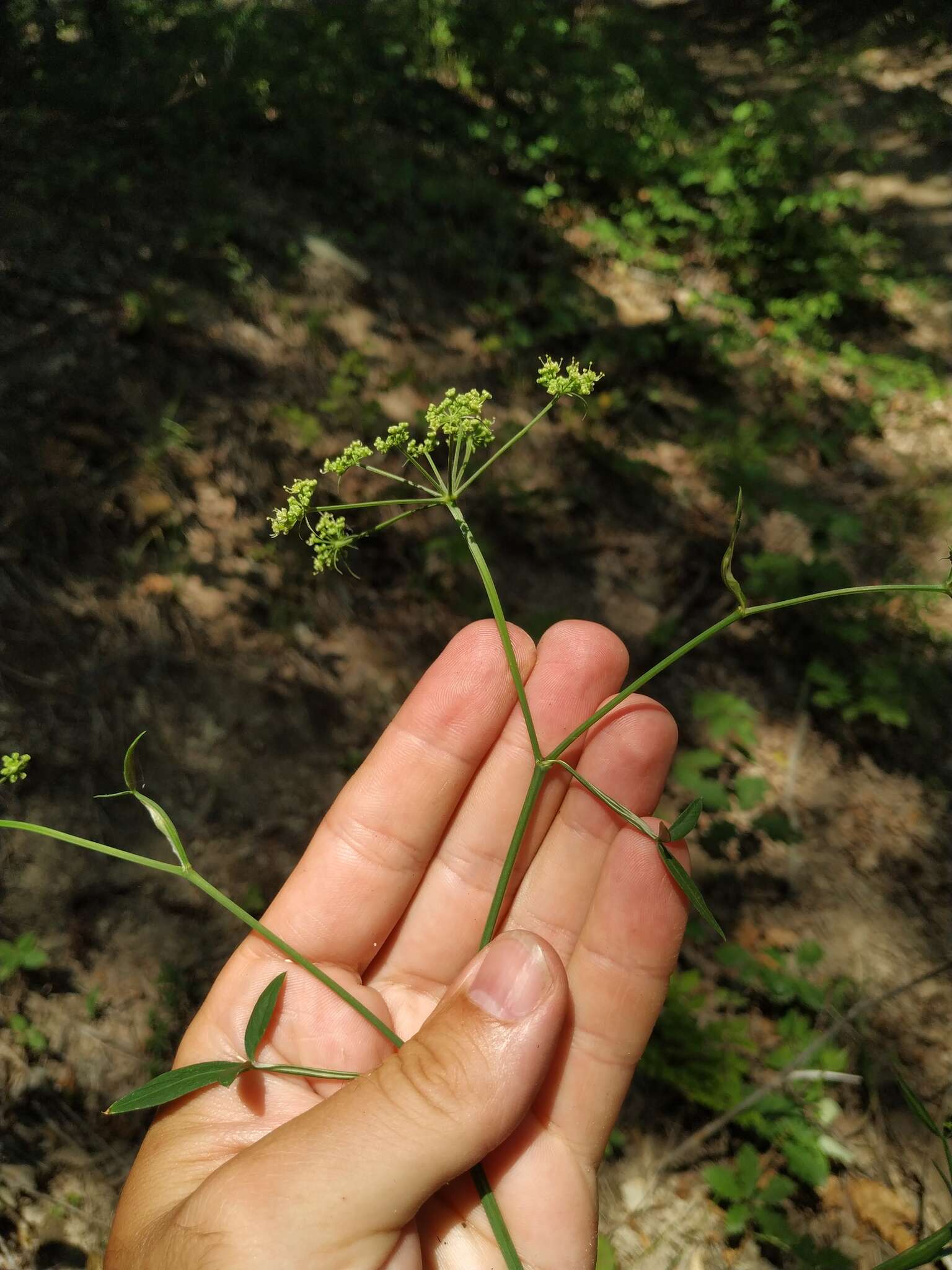 Слика од Dichoropetalum caucasicum (M. Bieb.) Soldano, Galasso & Banfi