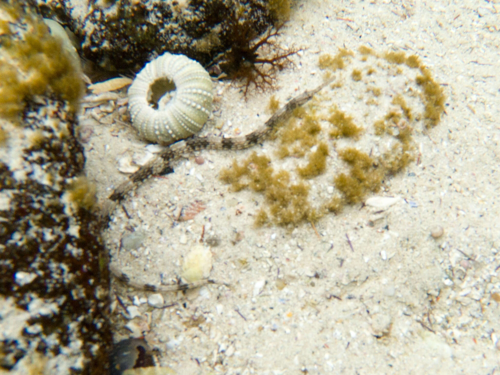 Image of Common Pipefish