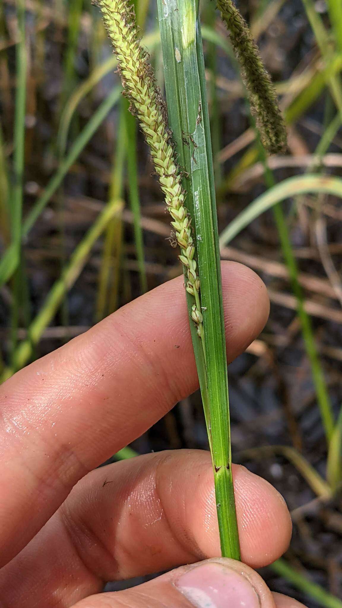 Image of Sitka sedge