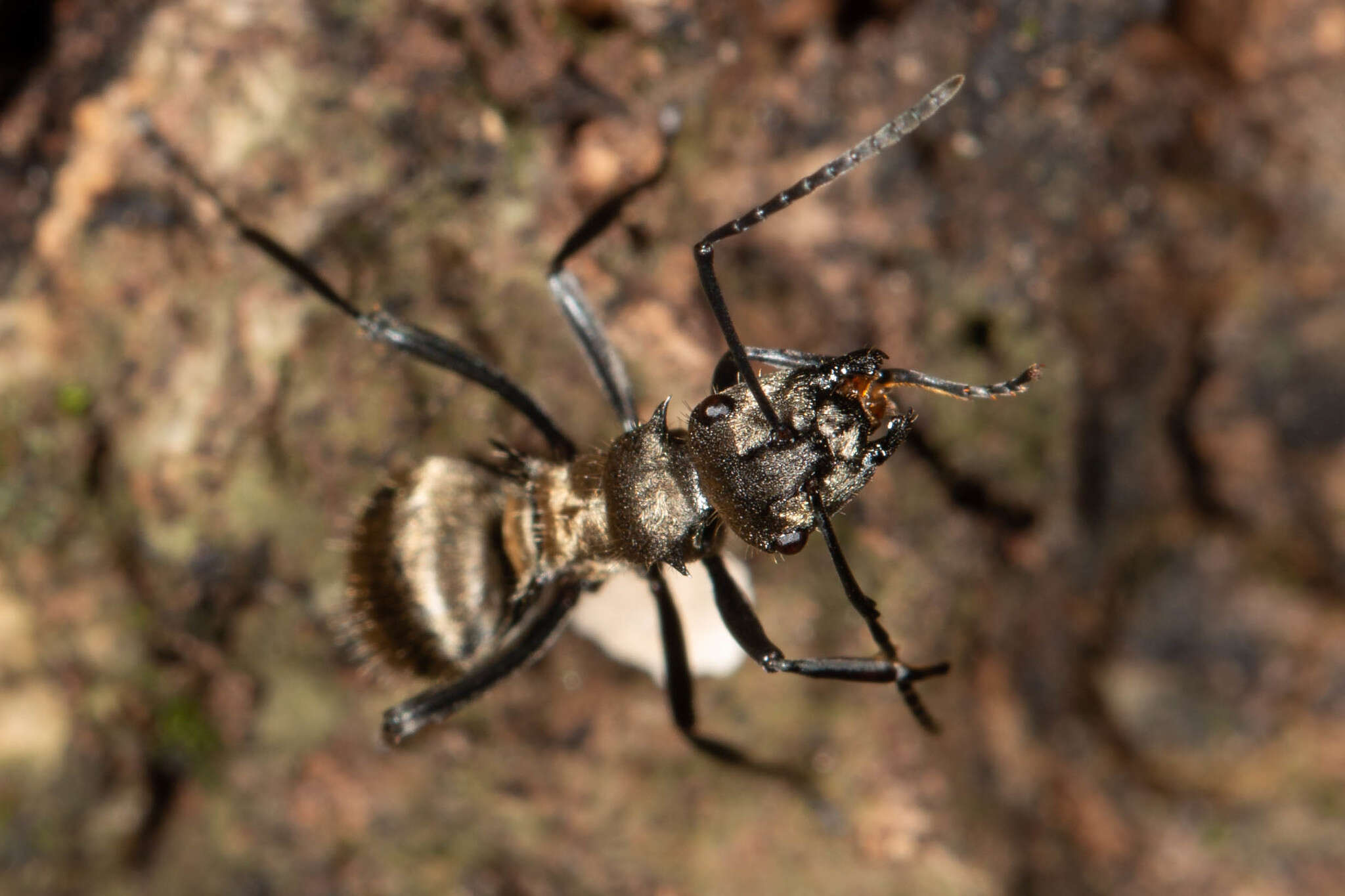 Image de Polyrhachis cupreata Emery 1895