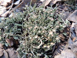 Image of cup lichen