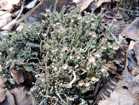 Слика од Cladonia gracilis (L.) Willd.