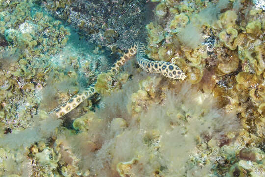 Image of Leopard Eel