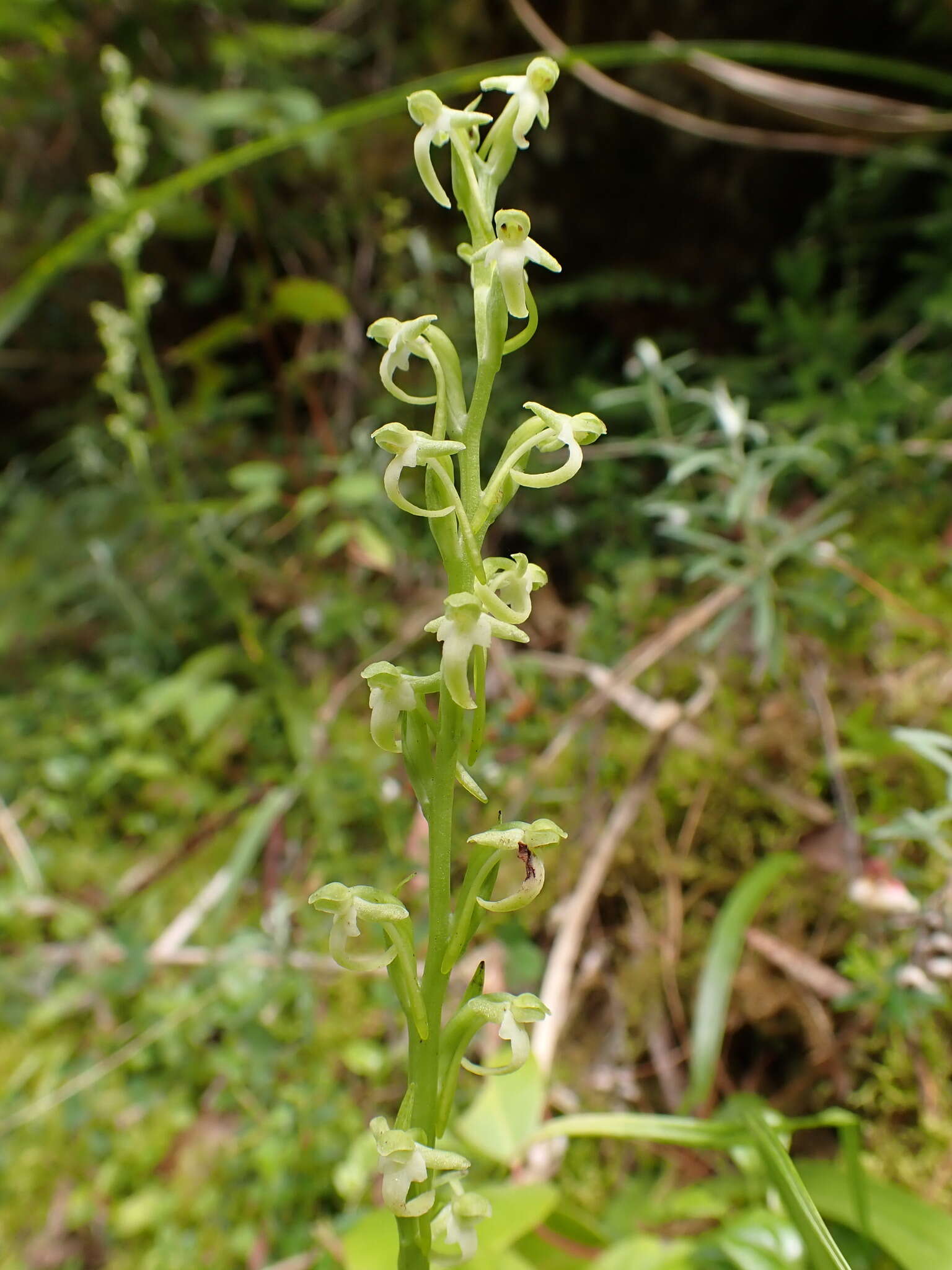 Platanthera devolii (T. P. Lin & T. W. Hu) T. P. Lin & K. Inoue resmi