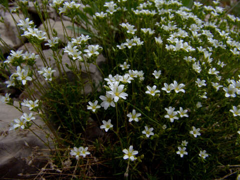 Image de Sabulina juniperina (L.) Dillenb. & Kadereit