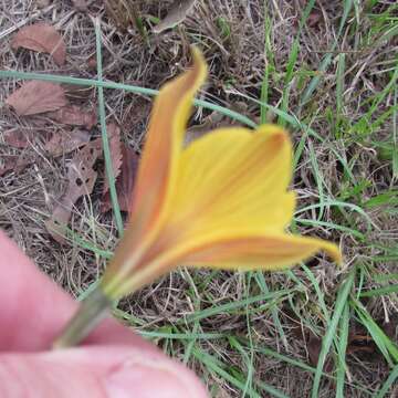 Imagem de Zephyranthes puertoricensis Traub